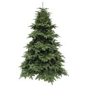 Ель 2,30 м. Abies Nordmann de Luxe зеленая