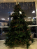 Ель 2,30 м. Abies Nordmann de Luxe зеленая