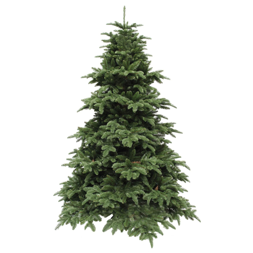 Ель 2,30 м. Abies Nordmann de Luxe зеленая