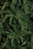 Ялина 215 см, Abies Nordmann de Luxe