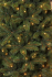 Сосна 90 см, Forest frosted с инеем