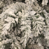 Сосна 0,45 м. Dinsmore Frosted зеленая со снегом