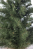Сосна искусственная Norton зеленая 0,45 м, Black Box Trees