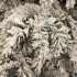 Гирлянда 180 см. декоративная Dinsmore Frosted зеленая со снегом